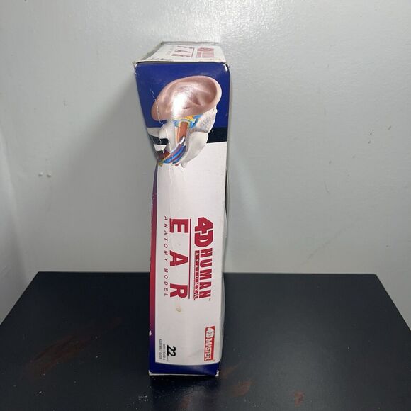 4D Human Ear Model Experiment Learn Science Discover Education Kit Anatomy - Picture 7 of 7